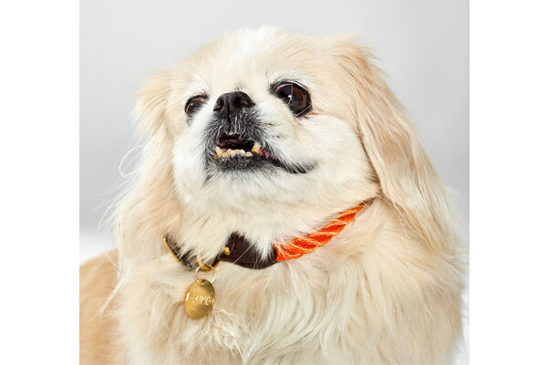 【FOUND MY ANIMAL ファウンドマイアニマル】Nylon Rope Cat & Dog Collar ロープ&レザー Rescue Orange/オレンジ■ネコポス■ 【FOUND MY ANIMAL ファウンドマイアニマル】Nylon Rope Cat & Dog Collar ロープ&レザー Rescue Orange/オレンジ■ネコポス■