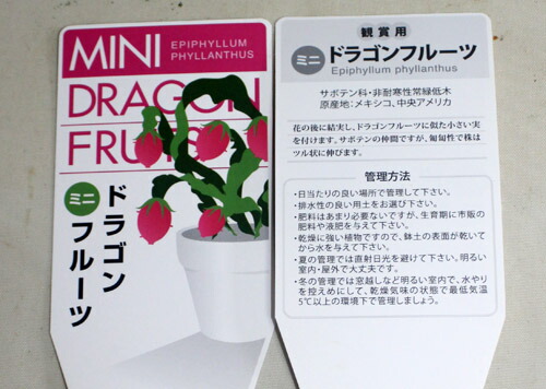 ドラゴンフルーツ ドラゴンボール ミニ 顔付賞用 サボテン科目 花盛り苗 頭顱花 多肉植物 寄せ植え あした簡易 Foxunivers Com