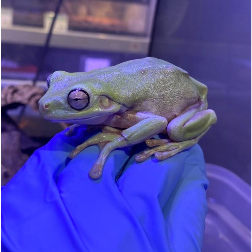 ブリキ　カエルセット3体 2025年最新】カエル ブリキの人気アイテム - メルカリ