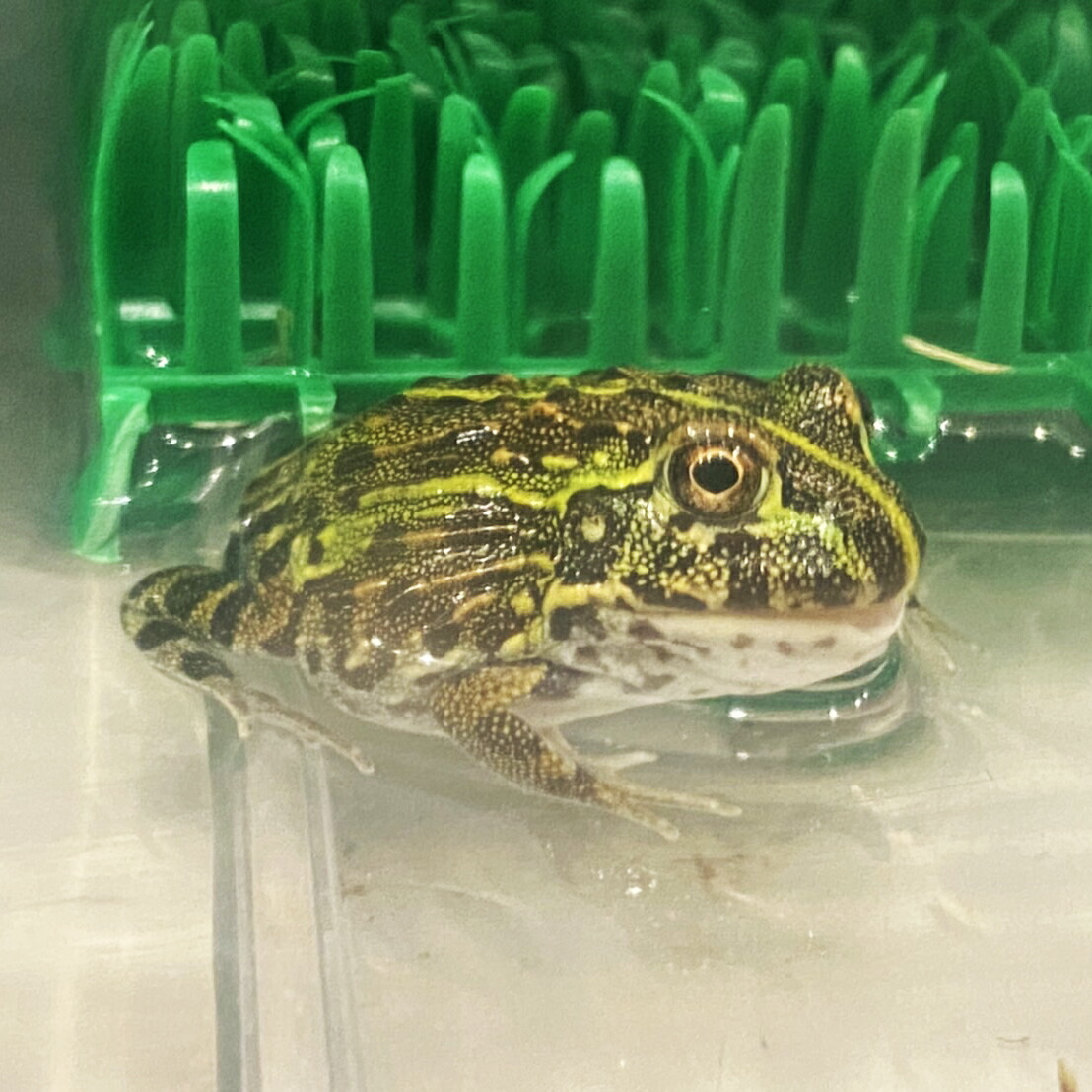 ブリキ カエルセット3体 楽天市場】(両生類)アジアウキガエル (約3cm)(3匹) : ネオス