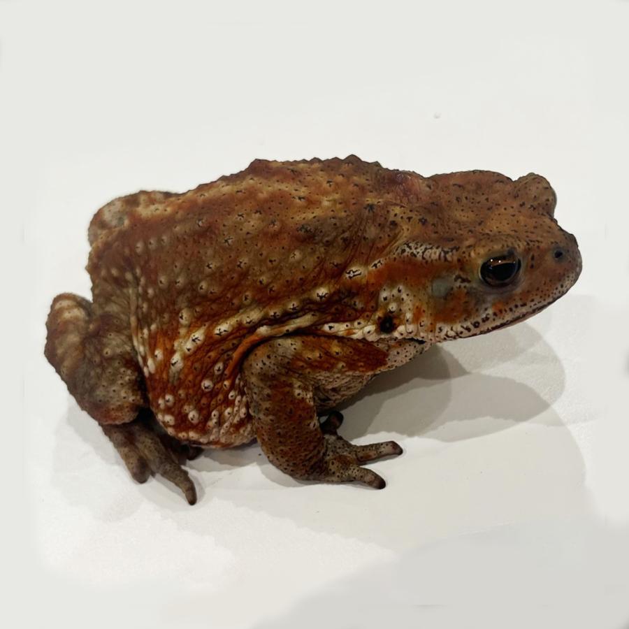 （生体）ミヤコヒキガエル　※一部地域は航空便にてお届け(商品説明欄をご覧ください)