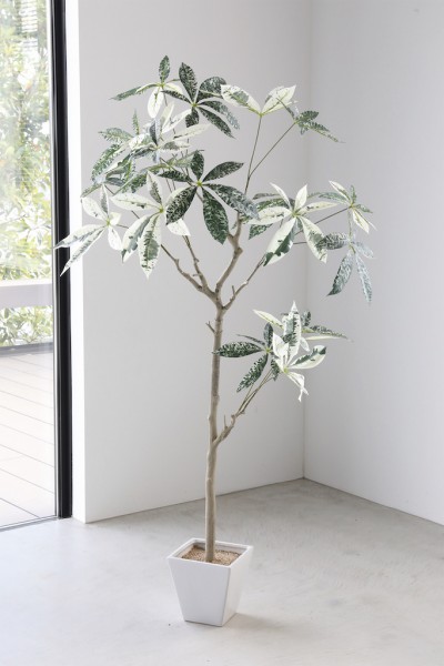 美白 パキラ ミルキーウェイ 接木 5号鉢 楽天市場】観葉植物 斑入りパキラ ミルキーウェイ 5号鉢 パキラ