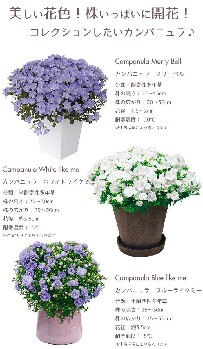 楽天市場 予約開始までお待ちください 花苗 春 カンパニュラ6ポットセット Pw ハクサン 栄養系 送料無料 沖縄 離島を除く Style1187 楽天市場 予約開始までお待ちください 花苗 春 カンパニュラ6ポットセット Pw ハクサン 栄養系 送料無料 沖縄 離島を除く Style1187