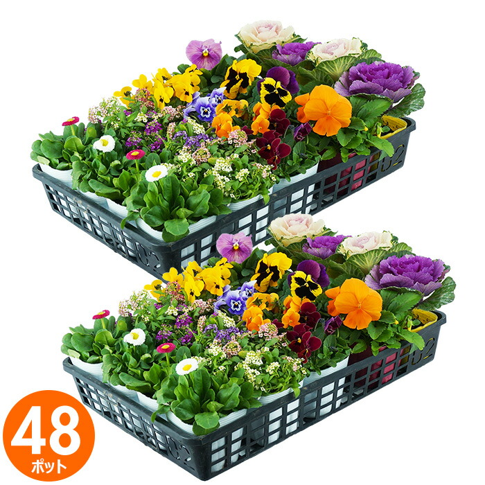 専用　　花苗 3ポット 楽天市場】花苗 セット 送料無料 冬のお花おまかせ20ポット