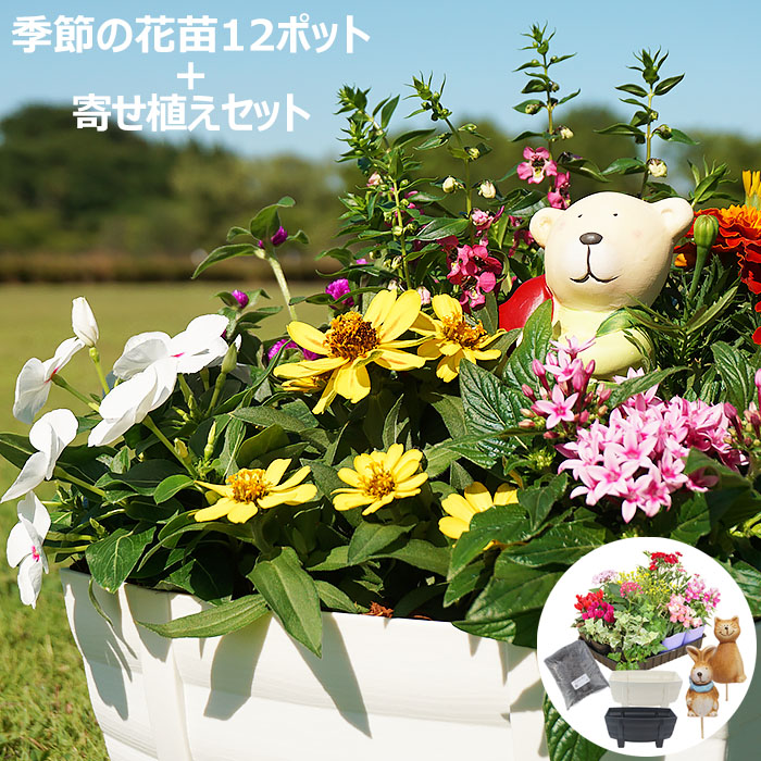 最も完璧な 楽天市場】花苗 セット 春夏のお花おまかせ48ポット 送料無料 種・苗