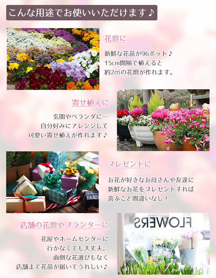 人気ショップが最安値挑戦 花苗 セット 冬 春 のお花おまかせ96ポット ガーデニングに最適です 沖縄 離島を除く 年最新海外 Www Facisaune Edu Py