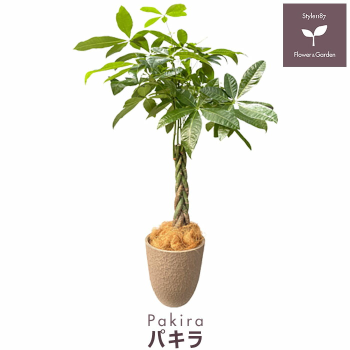 希少❗レア珍 ラブリーハート ハスノハギリ 斑入 おしゃれ観葉植物 おしゃれ 観葉植物：斑入り ハスノハギリ ラブリーハート*鉢植え
