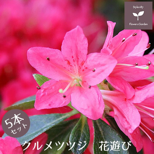 クルメツツジ 苗 花遊び 5本セット 15cmポット送料無料 植木 庭木 常緑 低木