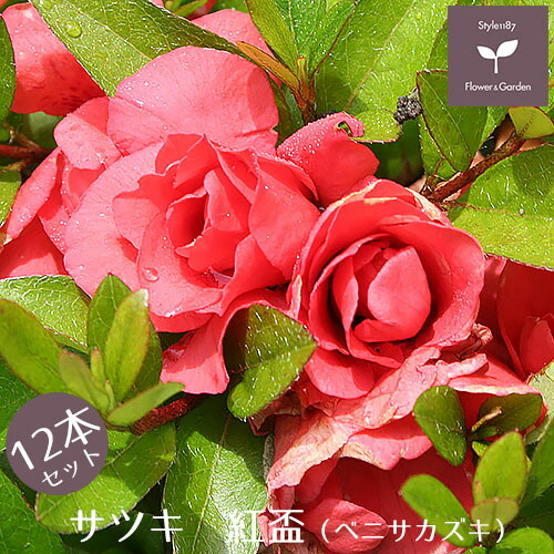 サツキ　紅盃　１２本セット　１５cmポット　【送料無料 植木 庭木 常緑 低木】