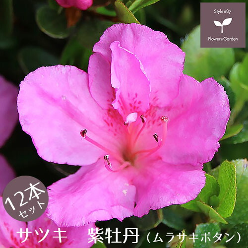 サツキ 紫牡丹 12本セット 15cmポット 【送料無料 植木 庭木 常緑 低木】