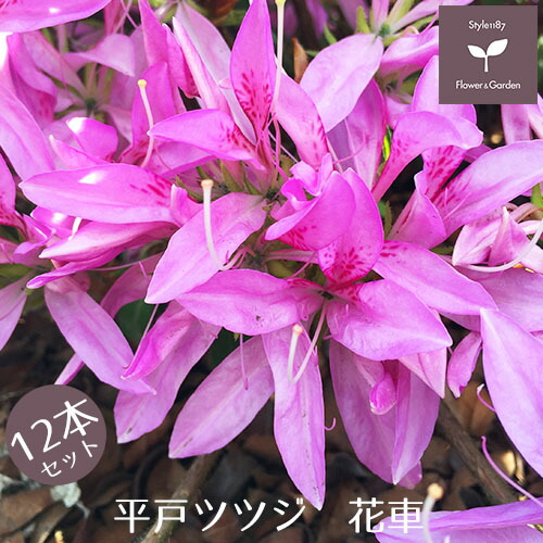 平戸ツツジ 花車 １２本セット １５cmポット 植木 送料無料 庭木 庭木 常緑 花弁が細長く花期の着花が非常に多い品種です モチツツジ系品種で寒さに強く寒冷地でも植栽可能です 植木 常緑 品種 花車 ハナグルマ 花 紫花一重咲き 低木 Style1187