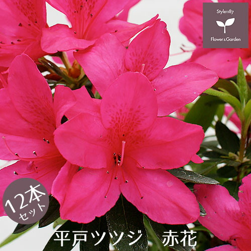平戸ツツジ 品種 平戸ツツジ赤 ヒラドツツジアカ 送料無料 15cmポット 花 赤花一重咲き花が大輪で樹に覆いかぶさるように咲きます 枝葉が密になり生育旺盛 大変育てやすい品種です 植木 庭木 低木 花 ガーデン Diy 12本セット 常緑 植木 赤花 送料無料 平戸ツツジ 品種 平戸ツツジ赤 ヒラドツツジアカ 送料無料 15cmポット 花 赤花一重咲き花が大輪で樹に覆いかぶさるように咲きます 枝葉が密になり生育旺盛 大変育てやすい品種です 植木 庭木 低木 花 ガーデン Diy 12本セット 常緑 植木 赤花 送料無料