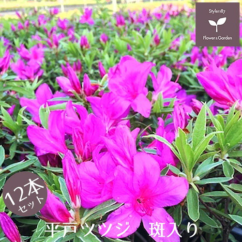 平戸ツツジ　斑入り　１２本セット　１５cmポット　【送料無料 植木 庭木 常緑 低木】