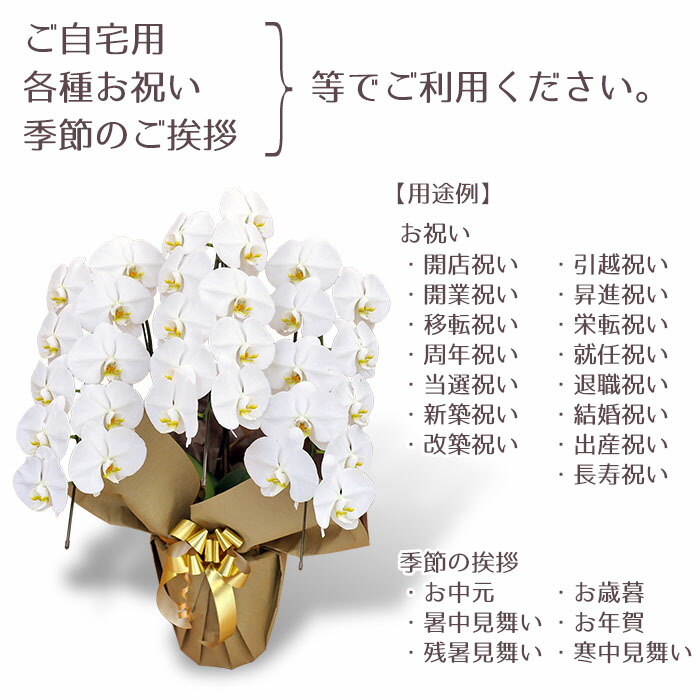 胡蝶蘭 白大輪 本立ち 立札無料 ラッピング無料 ギフト お祝い プレゼント 生産者直送 送料無料 Prescriptionpillsonline Is