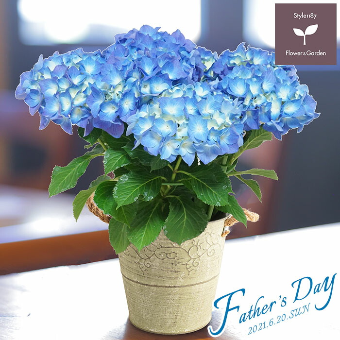 父の日 プレゼント ギフト アジサイ5号 ブルー系 ブリキバスケット 6月19日 鉢花 沖縄 紫陽花 送料無料 あじさい 新着 離島を除く
