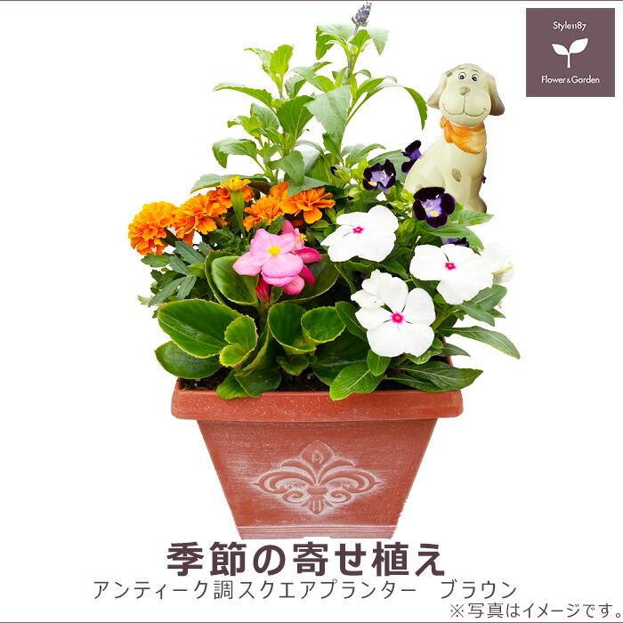 楽天市場】季節の寄せ植え 夏 タル型鉢 黒 ギフトにも最適な季節