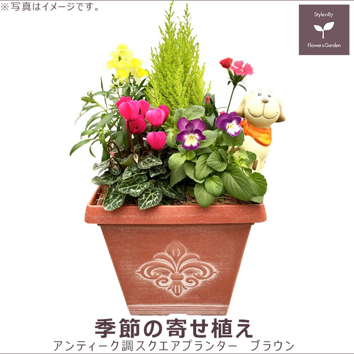 楽天市場】花苗 冬 寄せ植え セット ガーデニングに最適です。 季節の