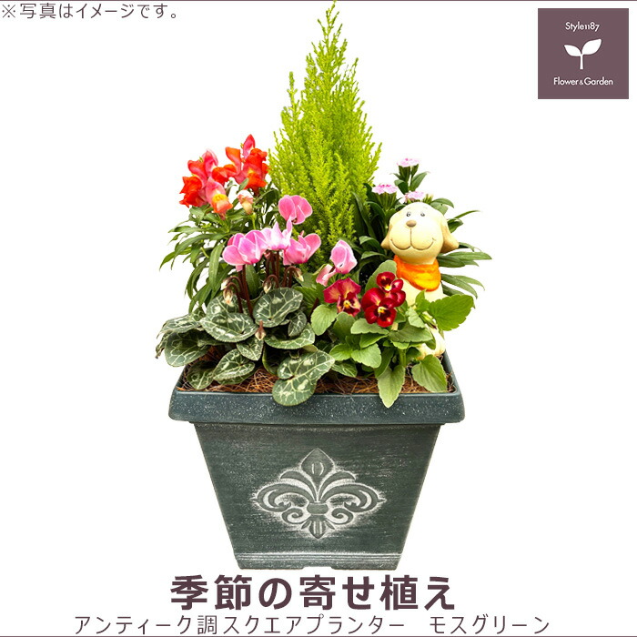 楽天市場】季節の寄せ植え 冬 アンティーク調 スクエアプランター