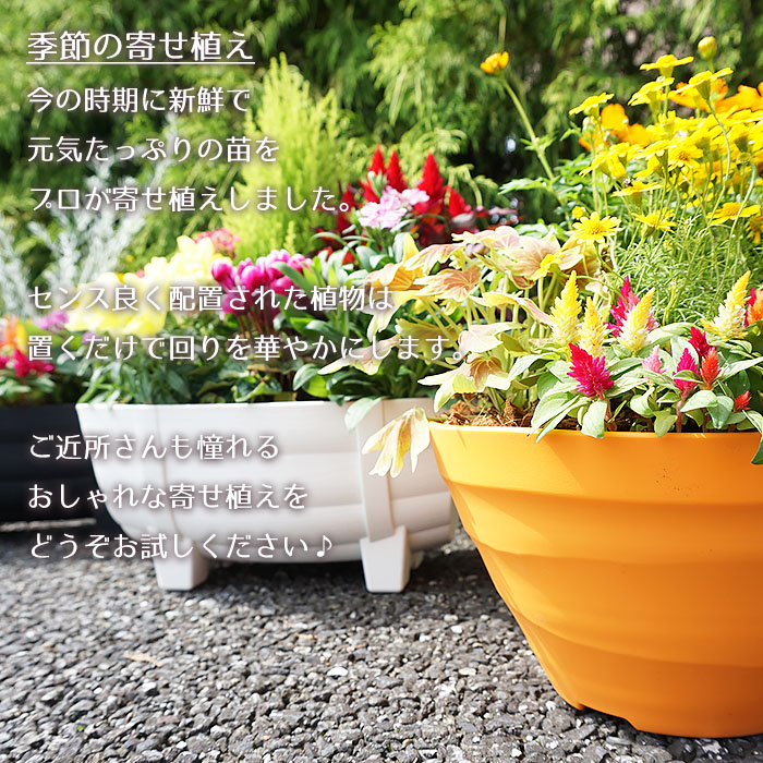 楽天市場 季節の寄せ植え 夏 タル型鉢 黒 ギフトにも最適な季節のお花を寄せ植えに いい夫婦の日 プレゼント ガーデンピック 玄関 ベランダ 送料無料 沖縄 離島を除く Style1187
