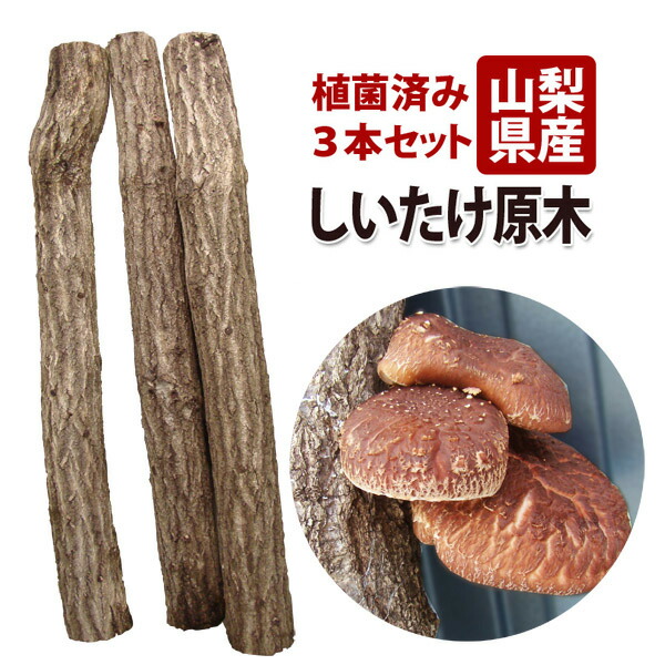 楽天市場】しいたけ菌打込み原木 原木しいたけ栽培キット 楽天市場】しいたけ菌打込み原木 原木しいたけ栽培キット