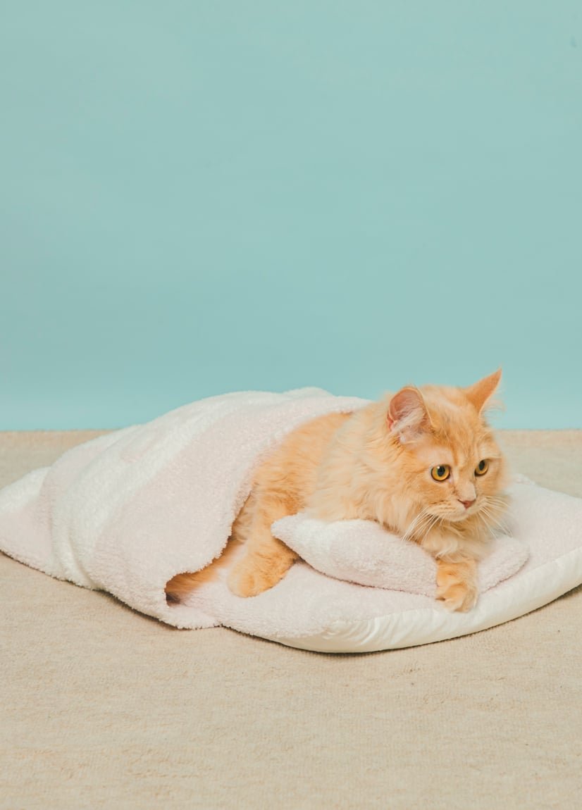 gelatopiqué ジェラピケ　ベビモコおふとんセット　ペット用布団 CAT&DOG】ベビモコおふとんセット(ベッド・ハウス)｜ルーム