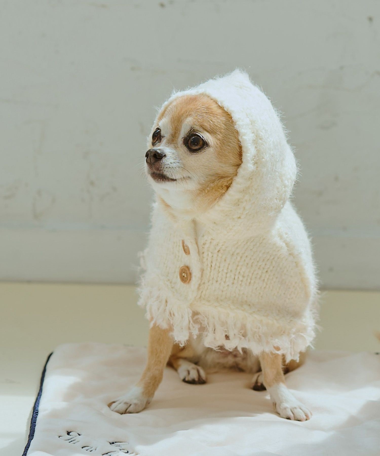 楽天市場】ba&ttang ポンチョ ニット コート ペット 犬 洋服 | 韓国