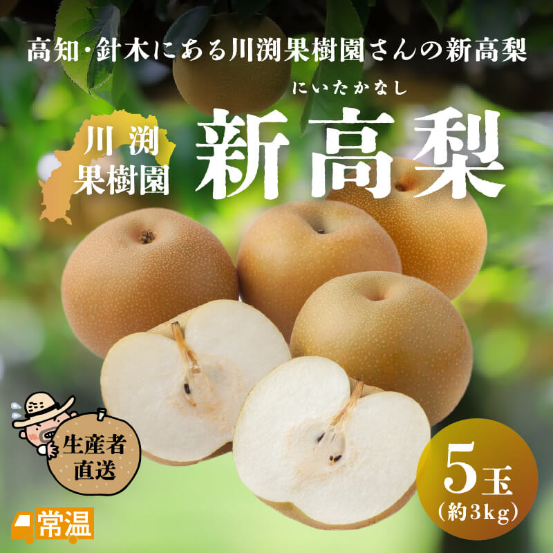 【2024年度の販売はありません】 川渕果樹園　新高梨　5玉入（約3kg） 新高梨 梨 川渕果樹園 たこ足栽培 有機栽培 針木 【送料無料】 北海道・沖縄・離島などの一部の地域は追加送料発生