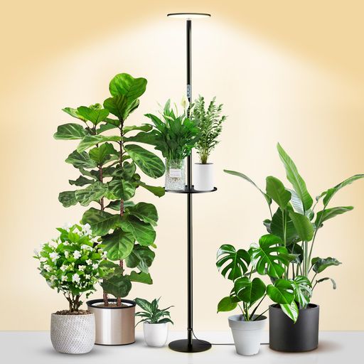 chiphyはライト、屋内植物のためのフルスペクトルLEDの植物ライト、皿が付いているすべての金属の永続的なフロア・ランプ、10レベルのDimmableの明るさ、調節可能な69 ”高さ、小さい高い…|シュガーライトSTORE