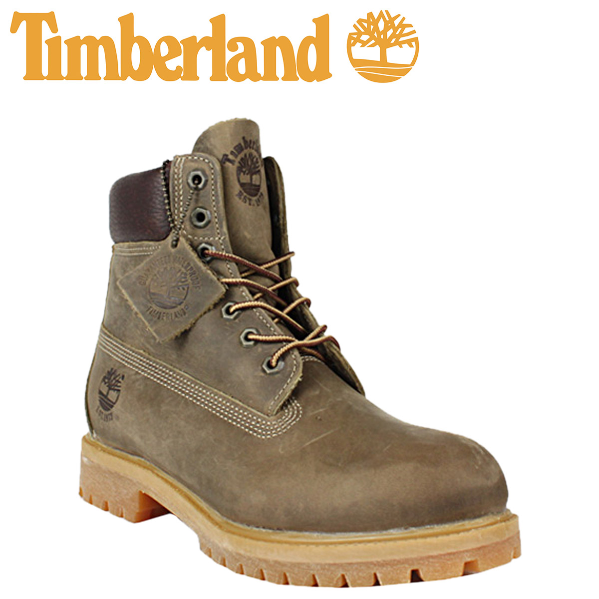 light in the timberlands