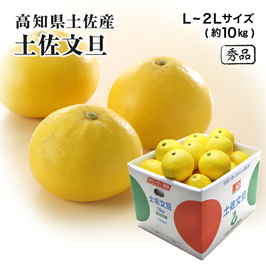 土佐文旦 秀品 L～2Lサイズ 約10kg 高知県産 みかん フルーツ ギフト 2月上旬ごろより発送