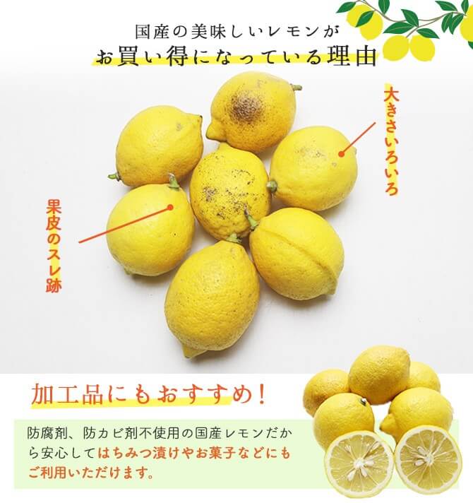 瀬戸内農薬不使用レモン10キロ