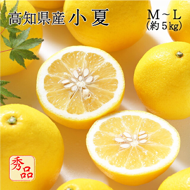 (4月中旬ごろより順次発送) 高知県産 小夏 M～Lサイズ 約5kg 秀品 贈答用 贈り物 ニューサマーオレンジ 日向夏 みかん フルーツ