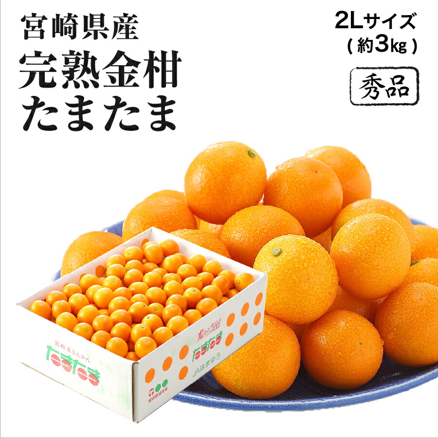 (2月上旬ごろより順次発送) 宮崎県産 完熟きんかん たまたま 秀品 糖度16度以上 2Lサイズ 約3kg きんかん キンカン 金柑 フルーツ
