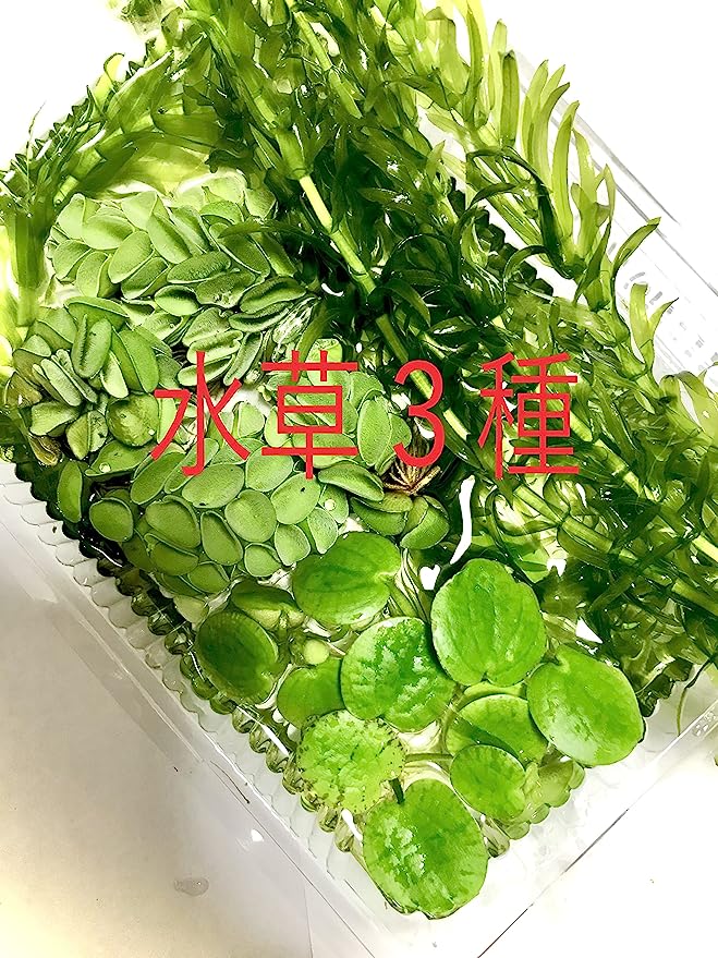 楽天市場】【送料無料】水草 ３種セット （国産・無農薬水草３種類セット） ホテイアオイ メダカ 初心者 おすすめ 高品質 アクアリウム アクア お得  : 水楽園 楽天市場店