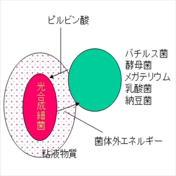 楽天市場 できたてpsb2本まで 自社培養の光合成細菌 ふやしてpsbの種菌 水質改善 稚仔魚の成長促進 ワムシ ミジンコの培養 植物の肥料 バクテリア メダカの餌 500ml ポリ容器入り 水槽環境 翠水楽天市場店