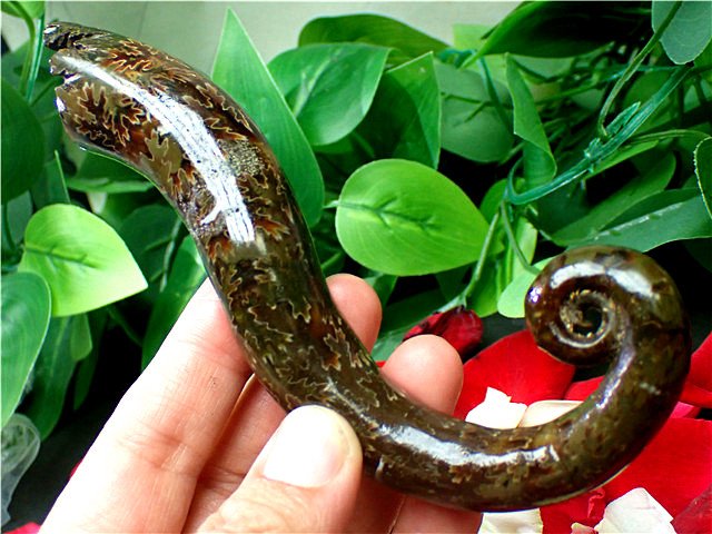 楽天市場】☆貴重－アンモナイト縫合線オパール化石標本&原石鉱物標本