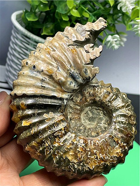 楽天市場】希少 パイライトアンモナイト プレウロセラス パイライト