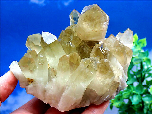 特価　シトリンクラスター　19 特価 シトリンクラスター 19 特価 シトリンクラスター 19 特価