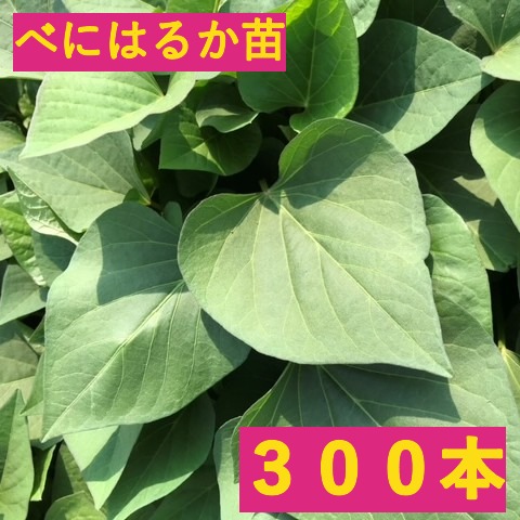 【宅急便】さつまいも苗　300本【予約】5月中旬発送【べにはるか】茨城県産