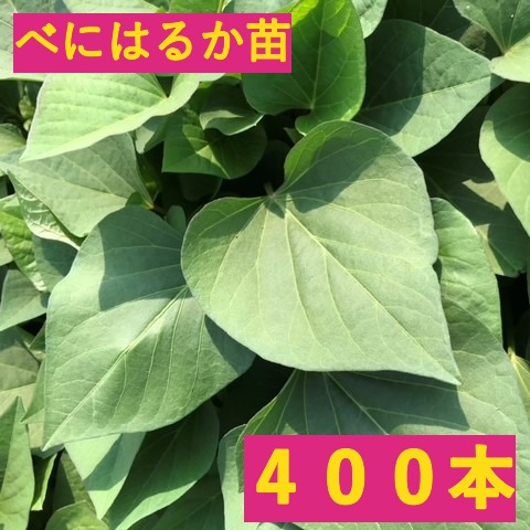 【宅急便】さつまいも苗　400本【予約】5月中旬発送【べにはるか】茨城県産