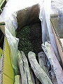 12912 ペンギンワックス 72枚入 ムシペチャ 粘着シート