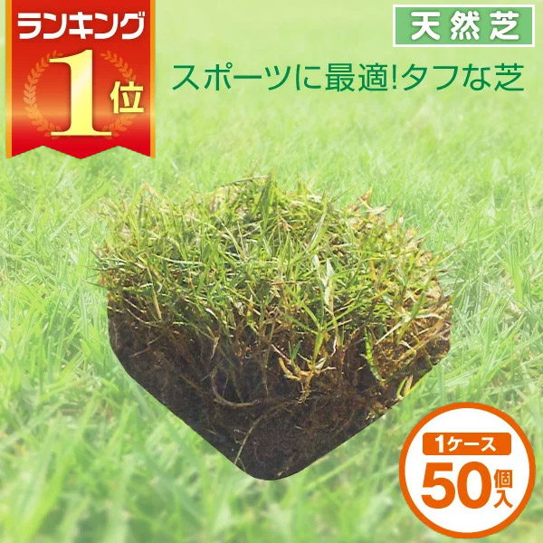 楽天市場 芝生 天然芝 ティフトン芝 ピース 1ケース50個入 送料無料 芝生 通販 サンワショッピング