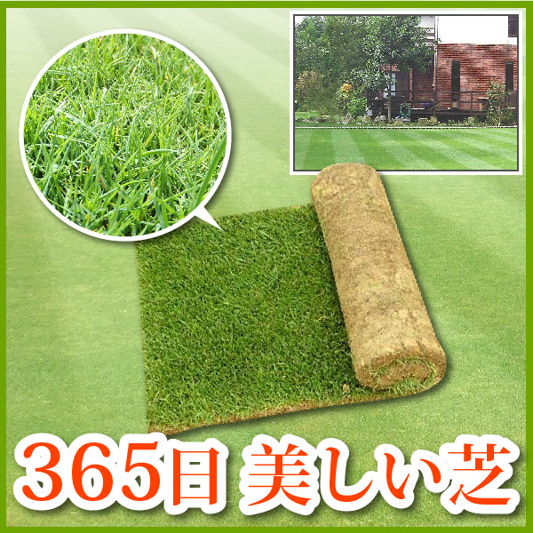 芝生 天然芝 三種混合ロール巻芝 通販） 送料無料 （芝生 ガーデニング・農業