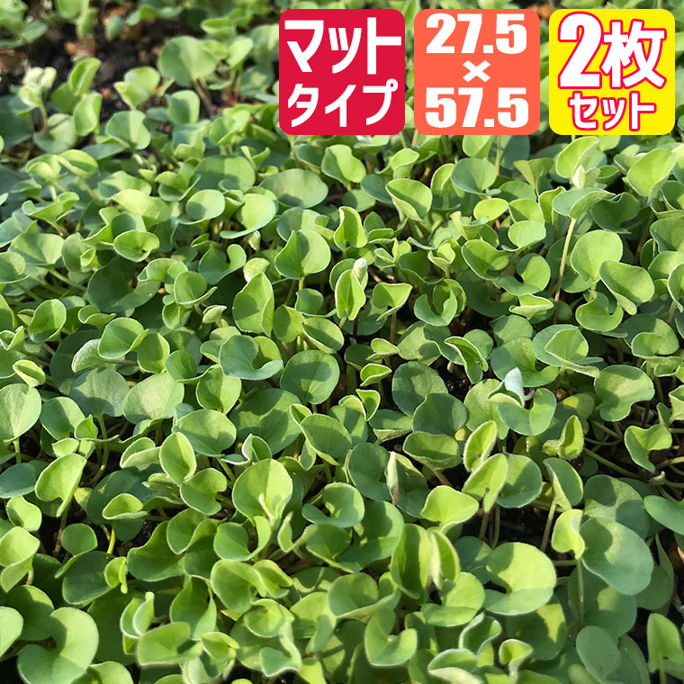 砂ぼこりボックス席