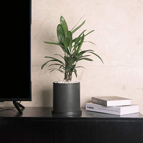 色 ブラック サイズ 15 7cm Ekirlin 植木鉢 陶器鉢 おしゃれ 受け皿付き 底穴あり 15 7cm 6号 色 観葉植物 鉢 プランター 鉢植え 北欧 室内 部屋 インテリア 黒 Giosenglish Com