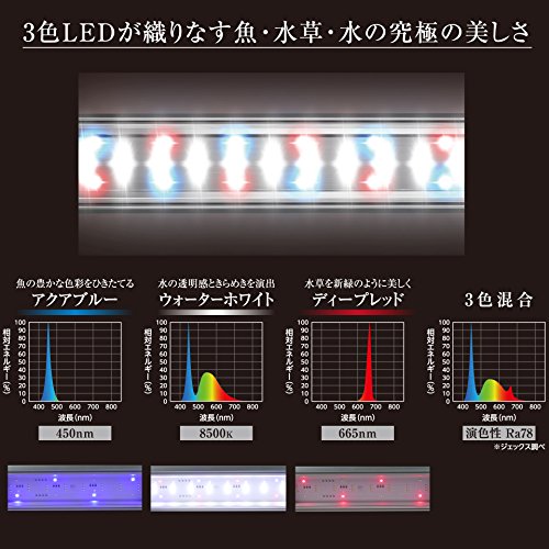 数量は多 サイズ Fucoa Cl