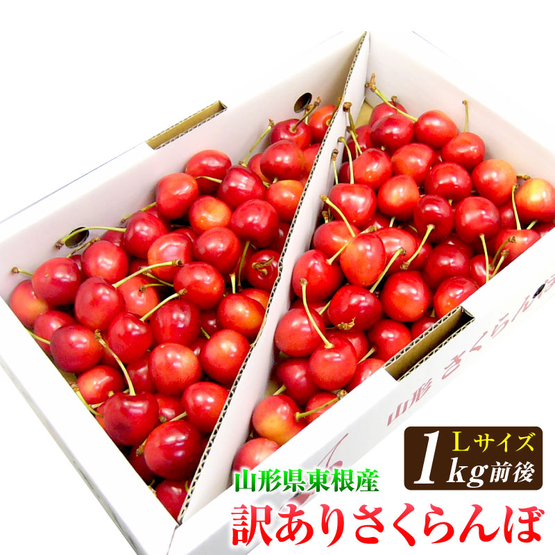 訳ありさくらんぼ1kg Lサイズ バラ詰<br>山形県東根産露地栽培【6月中旬～7月中旬頃発送】<br> 訳あり ご家庭用 山形県 東根市 フルーツ 果物 サクランボ 美味しいさくらんぼ 山形のフルーツ 訳有りさくらんぼ 山形サクランボ 訳ありフルーツ 旬のフルーツギフト 送料無料