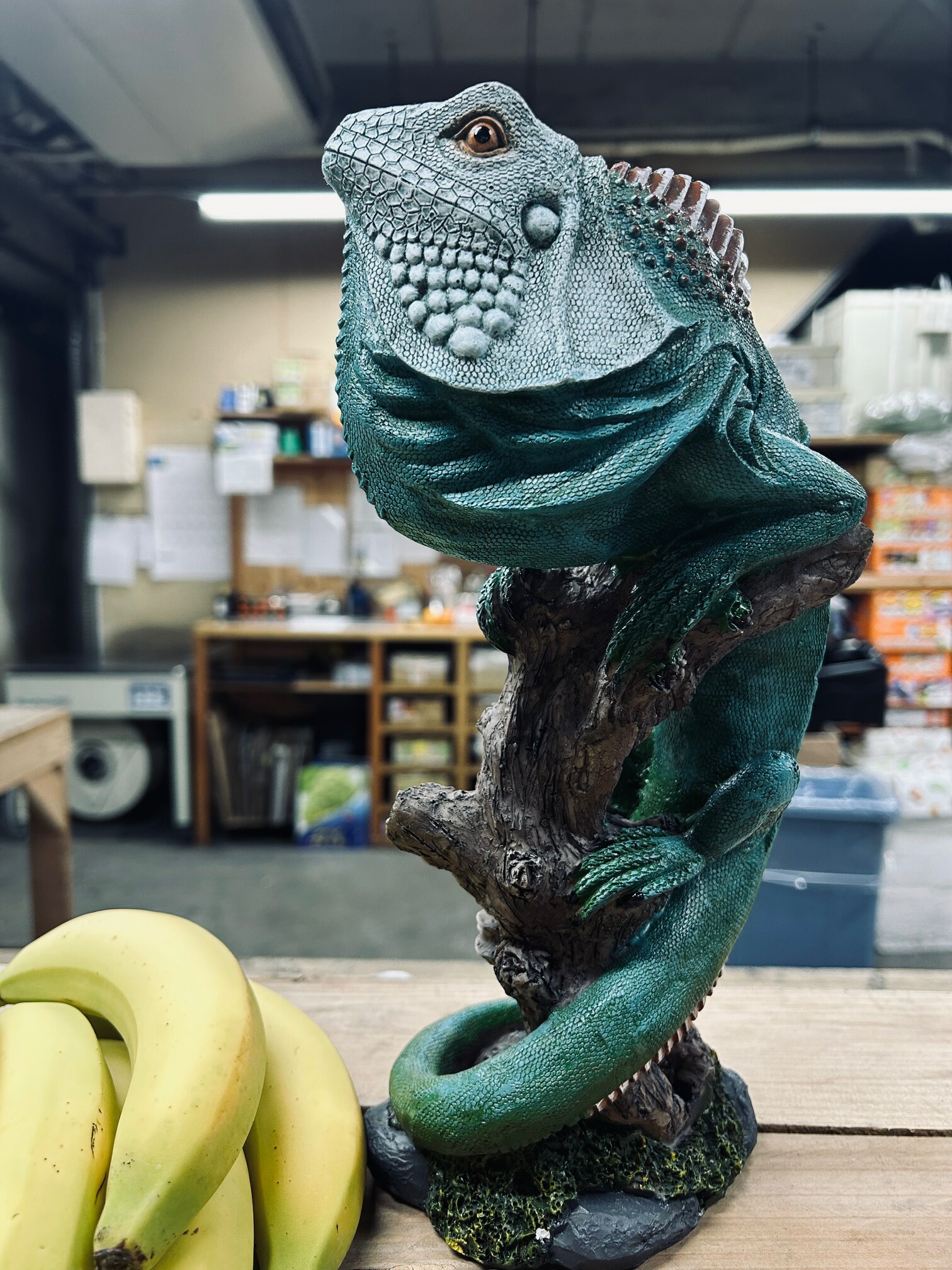 リアルイグアナ レイアウト用品 Bunny's 約50cm リアルイグアナ レイアウト用品 Bunny's 約50cm 楽天市場