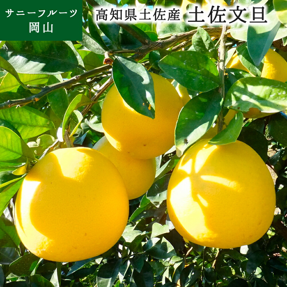 高知県産 訳あり 土佐文旦 大玉 4L 〜 3L サイズ 約10kg 自宅用