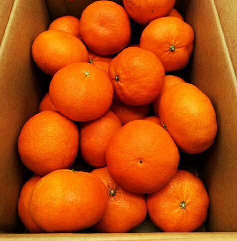 楽天市場】愛媛 中島産 甘平 贈答用 10kg ノーワックス サイズL〜3L 赤